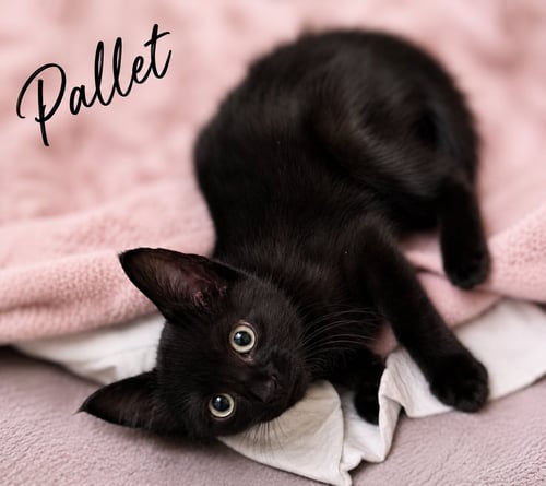 PALLET, WILLOW GROVE AREA, (FCID 07/21/26-101) DC - Domestic Short Hair available for adoption