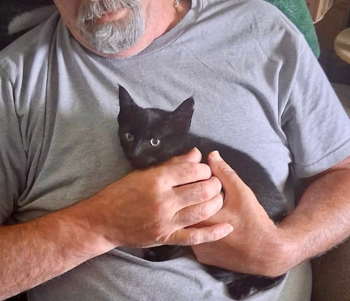 PALLET, WILLOW GROVE AREA, (FCID 07/21/26-101) DC - Domestic Short Hair available for adoption