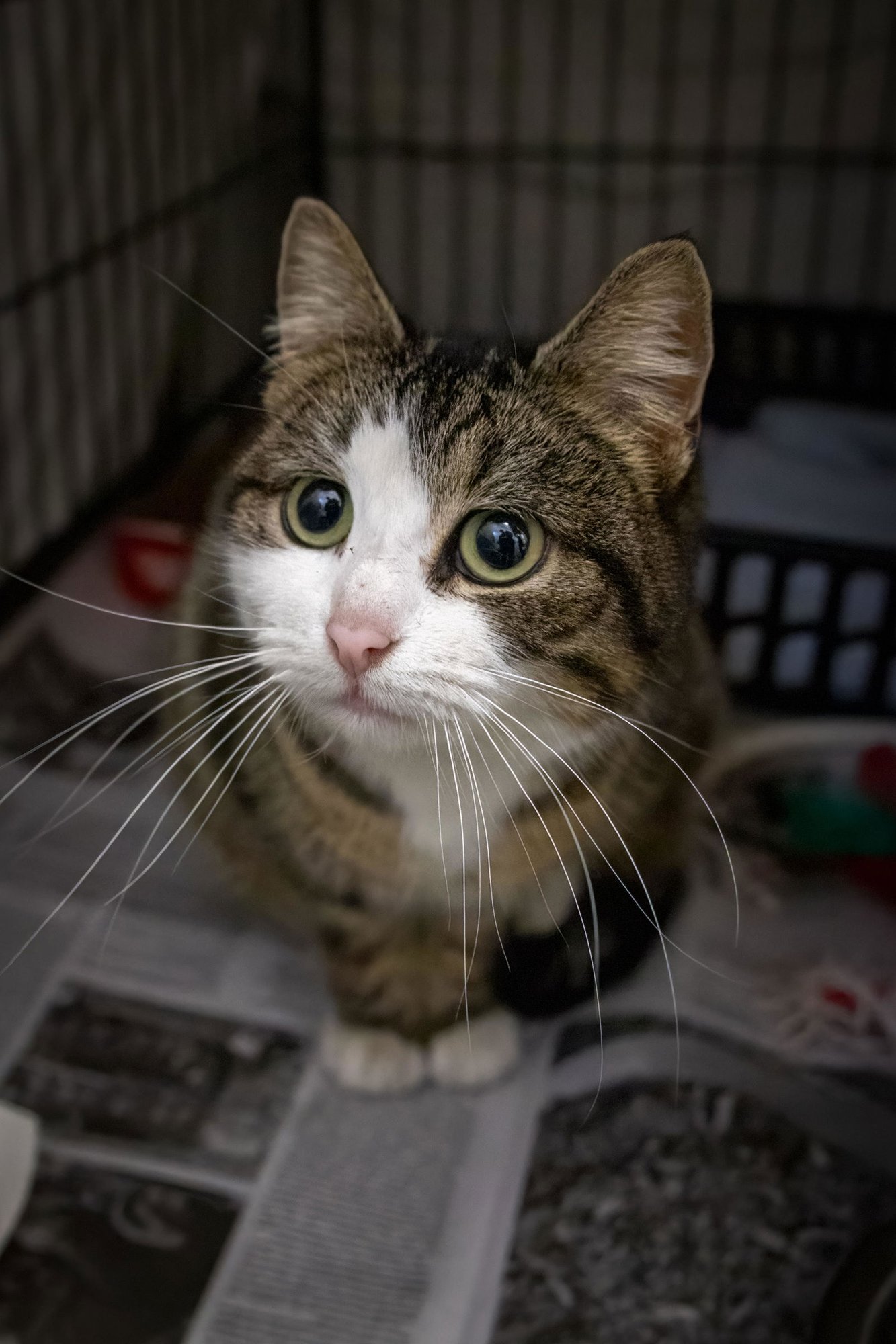 GARDENIA (FCID# 03/09/2026 - 47 BROOKHAVEN PS) - Tabby available for adoption
