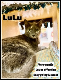 Lulu (FCID# 03/25/2026 - 128) Jenkintown PS - Photo 1