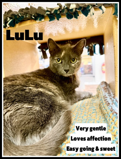 LULU (FCID# 03/25/2026 - 128) JENKINTOWN PS - Dilute Tortoiseshell available for adoption