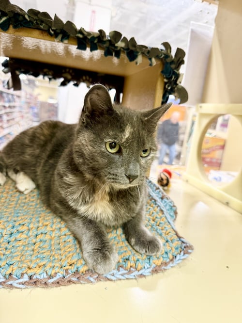 LULU (FCID# 03/25/2026 - 128) JENKINTOWN PS - Dilute Tortoiseshell available for adoption