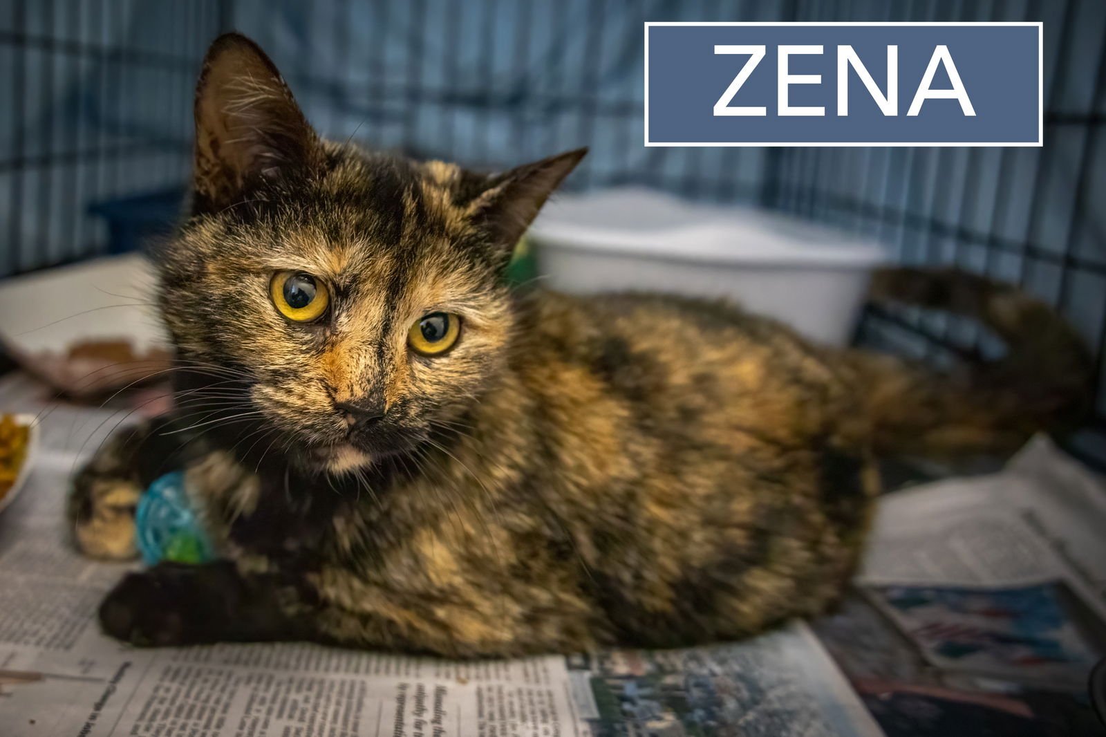 ZENA (FCID# 12/29/2025 - 52 WEST CHESTER FOSTER) - Tortoiseshell available for adoption