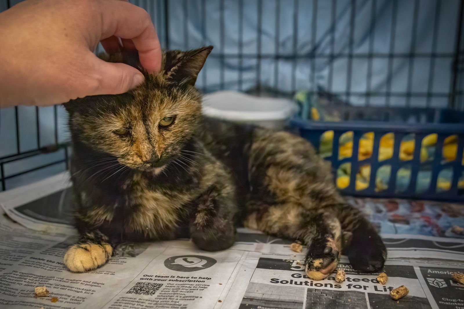 Zena (FCID# 12/29/2025 - 52 West Chester foster) - Photo 3