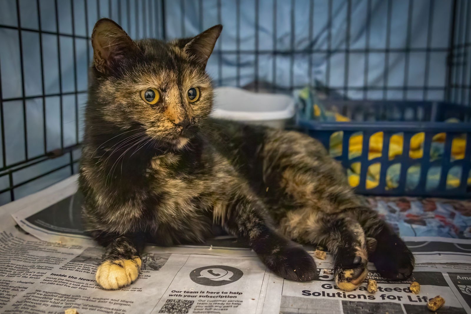 Zena (FCID# 12/29/2025 - 52 West Chester foster) - Photo 4