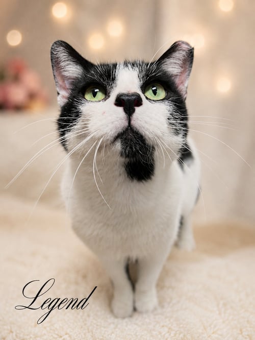 LEGEND (FCID #07/22/2026 - 103) WILLOW GROVE - Domestic Short Hair available for adoption