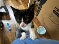 Jam (FCID# 07/08/2026 - 5 Brandywine PS) KC - Photo 3