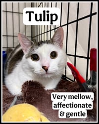 Tulip (FCID# 03/27/2026-104 Willow Grove PS) - Photo 1