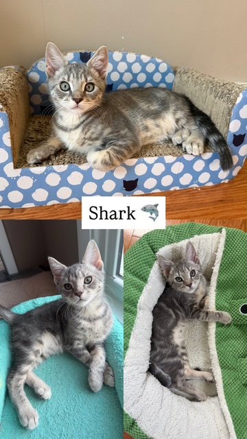 SHARK (FCID# 06/16/2026 - 42) - Tabby available for adoption