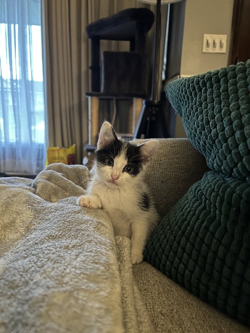 CHARLOTTE, WILLOW GROVE AREA (FCID 06/09/2026-152) - Domestic Short Hair available for adoption