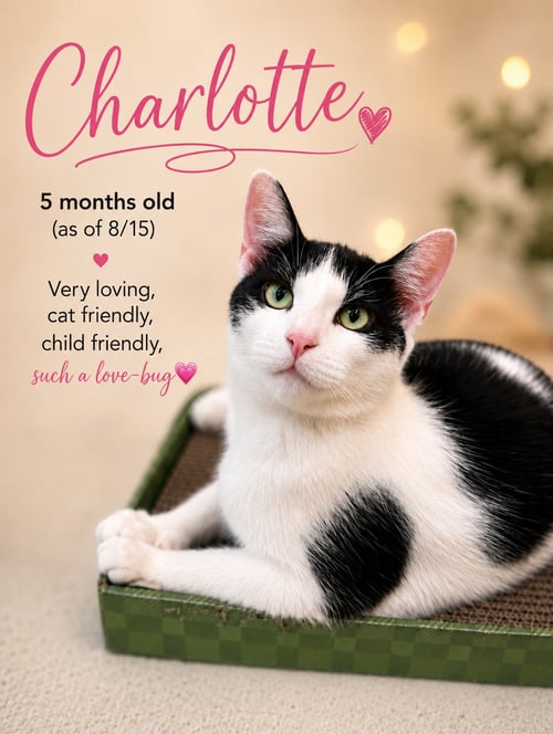 CHARLOTTE, JENKINTOWN PS (FCID 06/09/2026-152) - Domestic Short Hair available for adoption