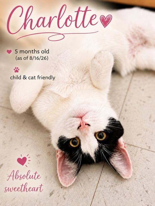 CHARLOTTE, JENKINTOWN PS (FCID 06/09/2026-152) - Domestic Short Hair available for adoption