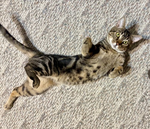 BRADY (FCID# 04/01/2026 - 11 BRANDYWINE PS) KDC - Tabby / Bengal available for adoption