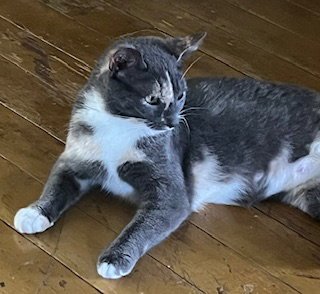 PENELOPE (FCID# 05/21/2026 - 22) KDC - Dilute Calico available for adoption