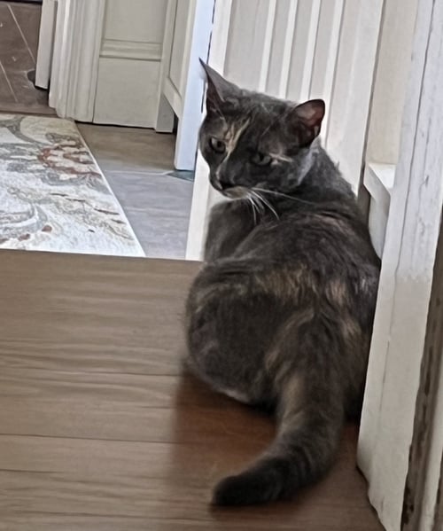 PENELOPE (FCID# 05/21/2026 - 22) KDC - Dilute Calico available for adoption
