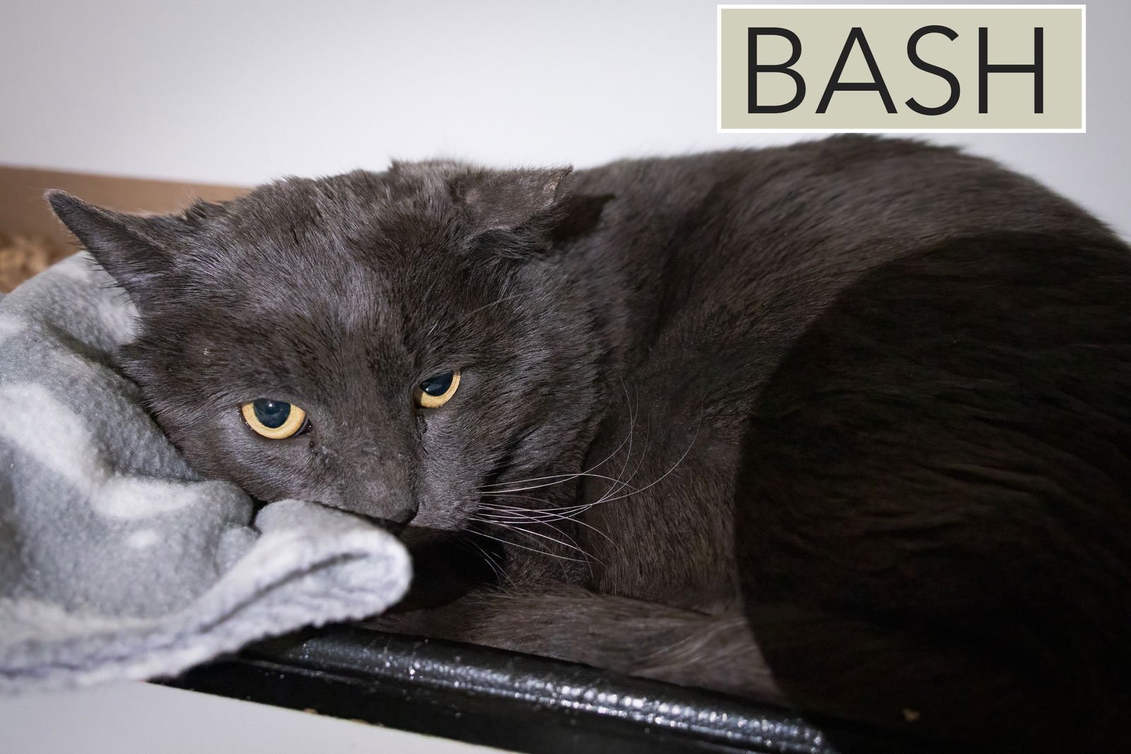BASH AKA BIG MAC (FCID# 02/02/26-36 BRANDYWINE PS) - Domestic Short Hair available for adoption