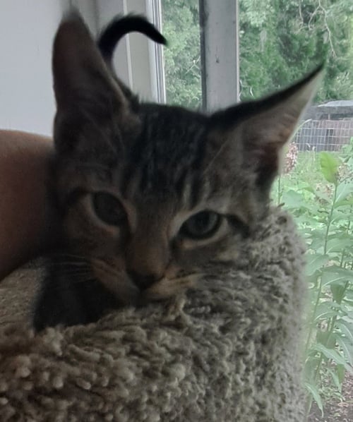SLURPIE, WILLOW GROVE PS, (FCID 06/26/2026-106) - Domestic Short Hair available for adoption