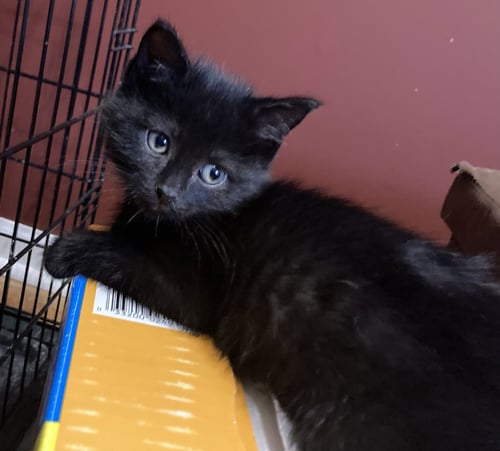 COCO, WILLOW GROVE AREA, (FCID 06/24/2026-128) - Domestic Short Hair available for adoption