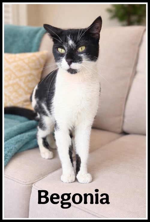 BEGONIA (FCID# 3/20/2026-106) WILLOW GROVE PA - Domestic Short Hair available for adoption