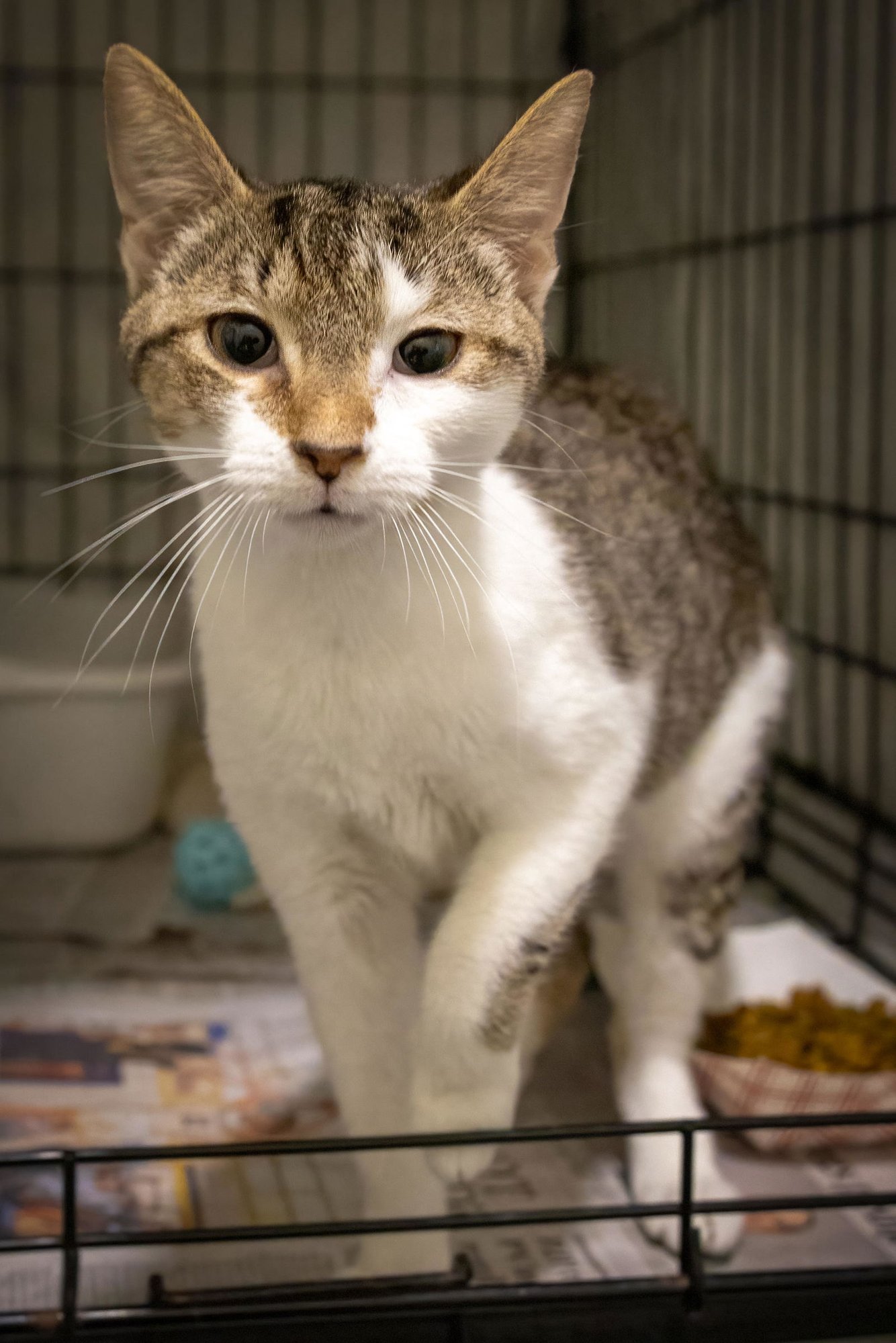 FIREFLY (FCID# 03/05/2025 - 69 MILLSBORO PS) - Tabby / Domestic Short Hair available for adoption