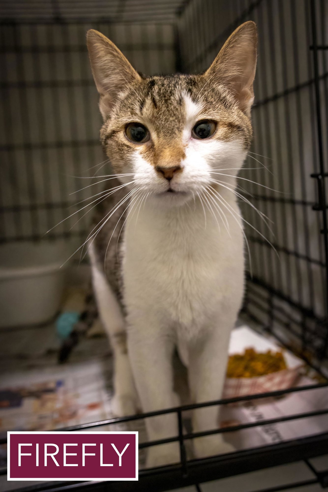 FIREFLY (FCID# 03/05/2025 - 69 MILLSBORO PS) - Tabby / Domestic Short Hair available for adoption