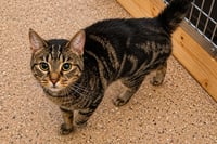 Meow Meow (FCID# 05/29/2026 - 1 Trainer) - Photo 1