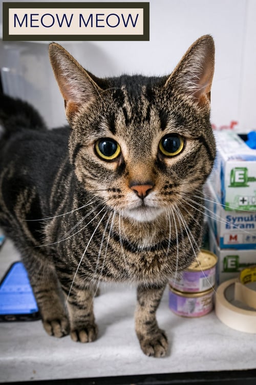 MEOW MEOW (FCID# 05/29/2026 - 1 TRAINER) - Tabby available for adoption
