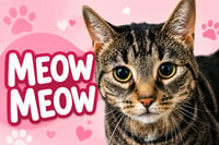 Meow Meow (FCID# 05/29/2026 - 1 Trainer) - Photo 3
