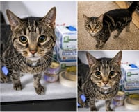 Meow Meow (FCID# 05/29/2026 - 1 Trainer) - Photo 4