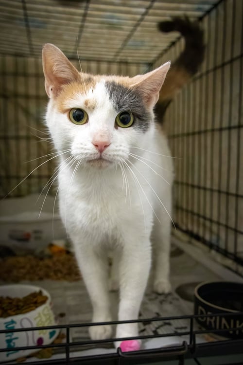 SANDRA (FCID# 03/19/2026 - 12 WEST CHESTER PS) - Domestic Short Hair / Dilute Calico available for adoption