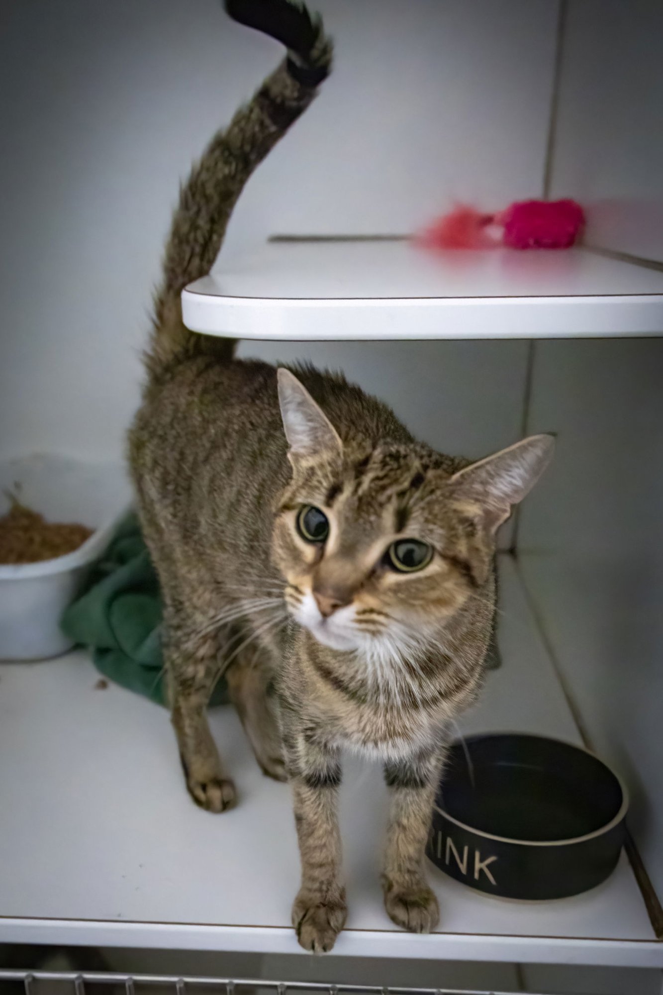 LULU (FCID# 01/05/2026 - 37 TRAINER) - Tabby available for adoption