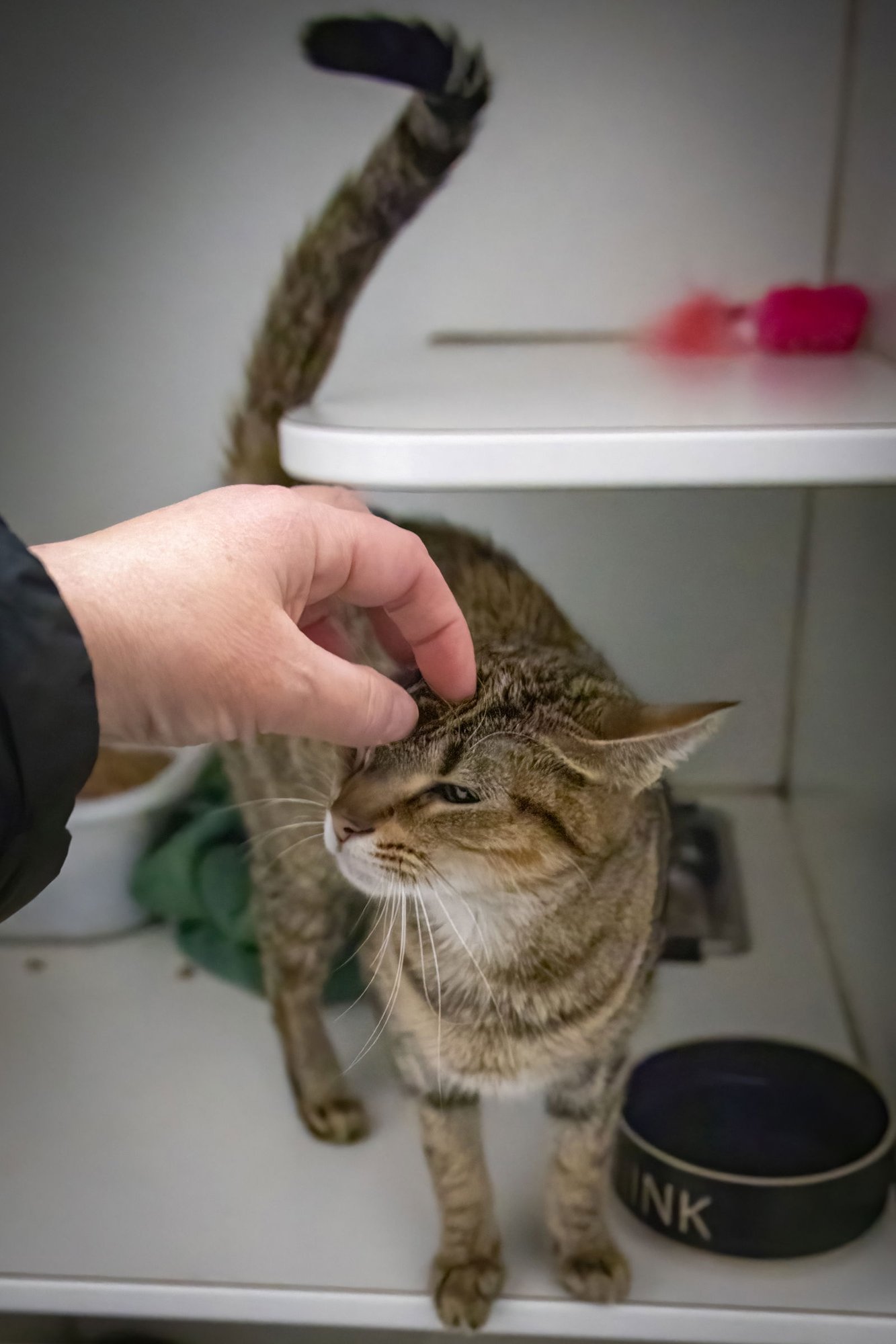 LULU (FCID# 01/05/2026 - 37 TRAINER) - Tabby available for adoption