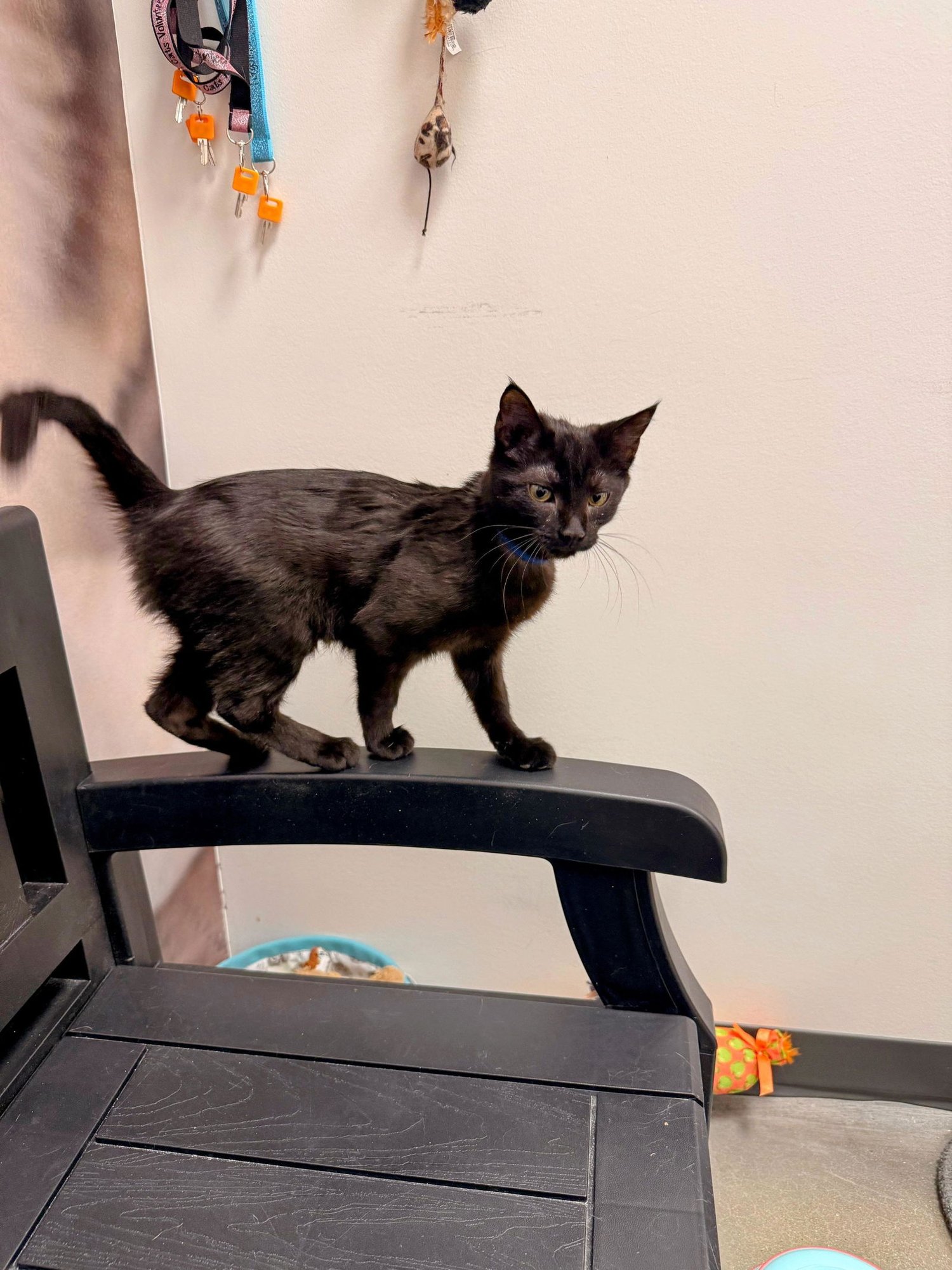 AUGUSTINE (FCID# 01/05/2026 - 47 MIDDLETOWN PS) - Domestic Short Hair available for adoption