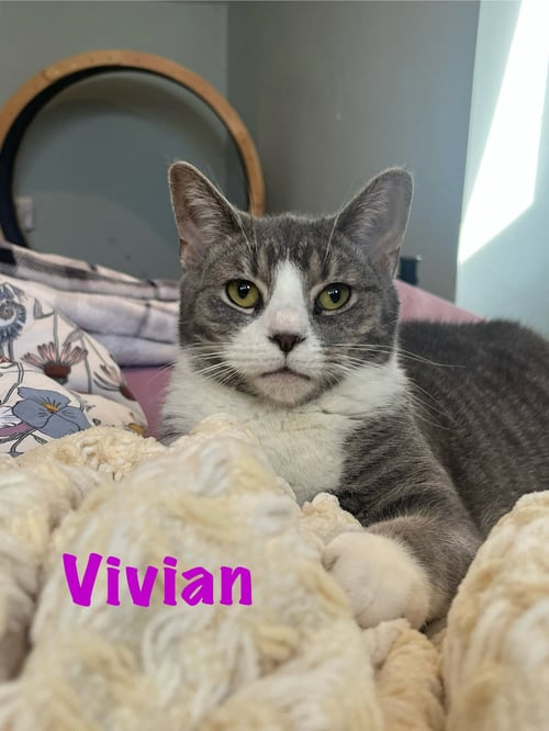 VIVIAN, WILLOW GROVE PA AREA (FCID 8/26/25-115)SN - Tabby available for adoption
