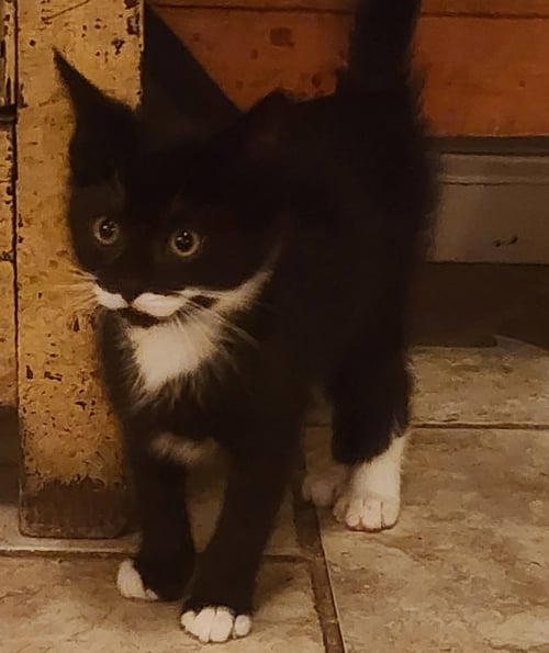 STASH, WILLOW GROVE PS (FCID 06/10/2026-118) - Tuxedo / Domestic Short Hair available for adoption