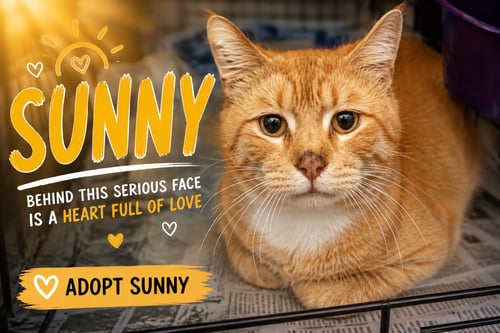 SUNNY (FCID# 06/01/2026 - 45 TRAINER) - Tabby available for adoption