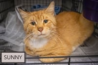 Sunny (FCID# 06/01/2026 - 45 Trainer) - Photo 2