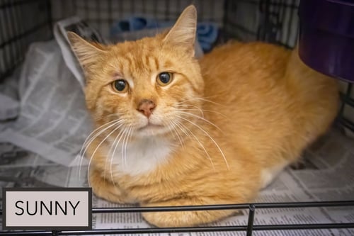 SUNNY (FCID# 06/01/2026 - 45 TRAINER) - Tabby available for adoption