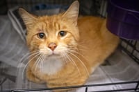Sunny (FCID# 06/01/2026 - 45 Trainer) - Photo 3