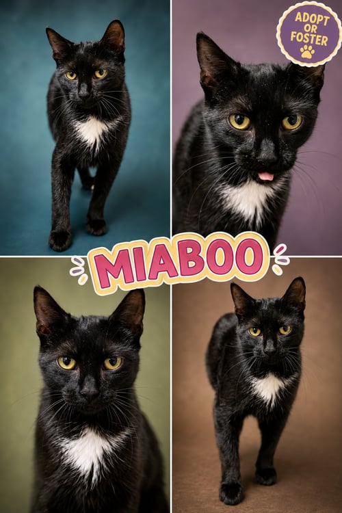 MIABOO (FCID# 08/13/2026 - 3 TRAINER) - Domestic Short Hair available for adoption