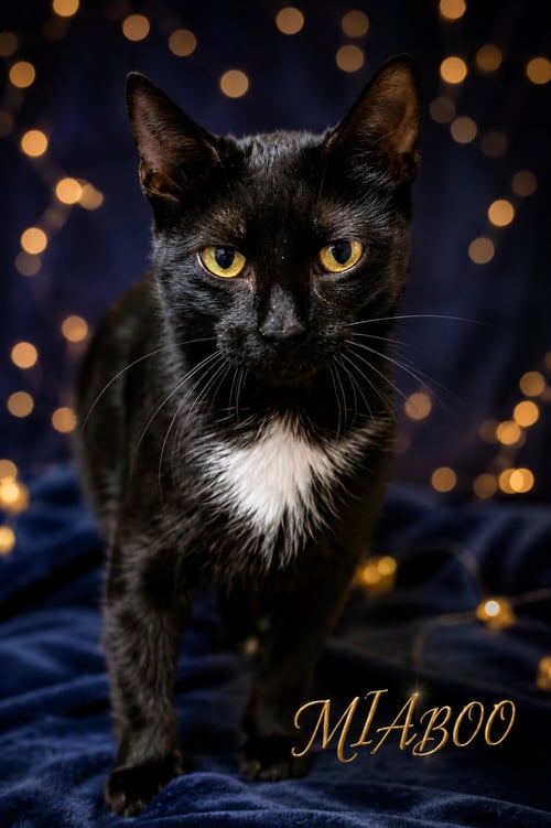 MIABOO (FCID# 08/13/2026 - 3 TRAINER) - Domestic Short Hair available for adoption
