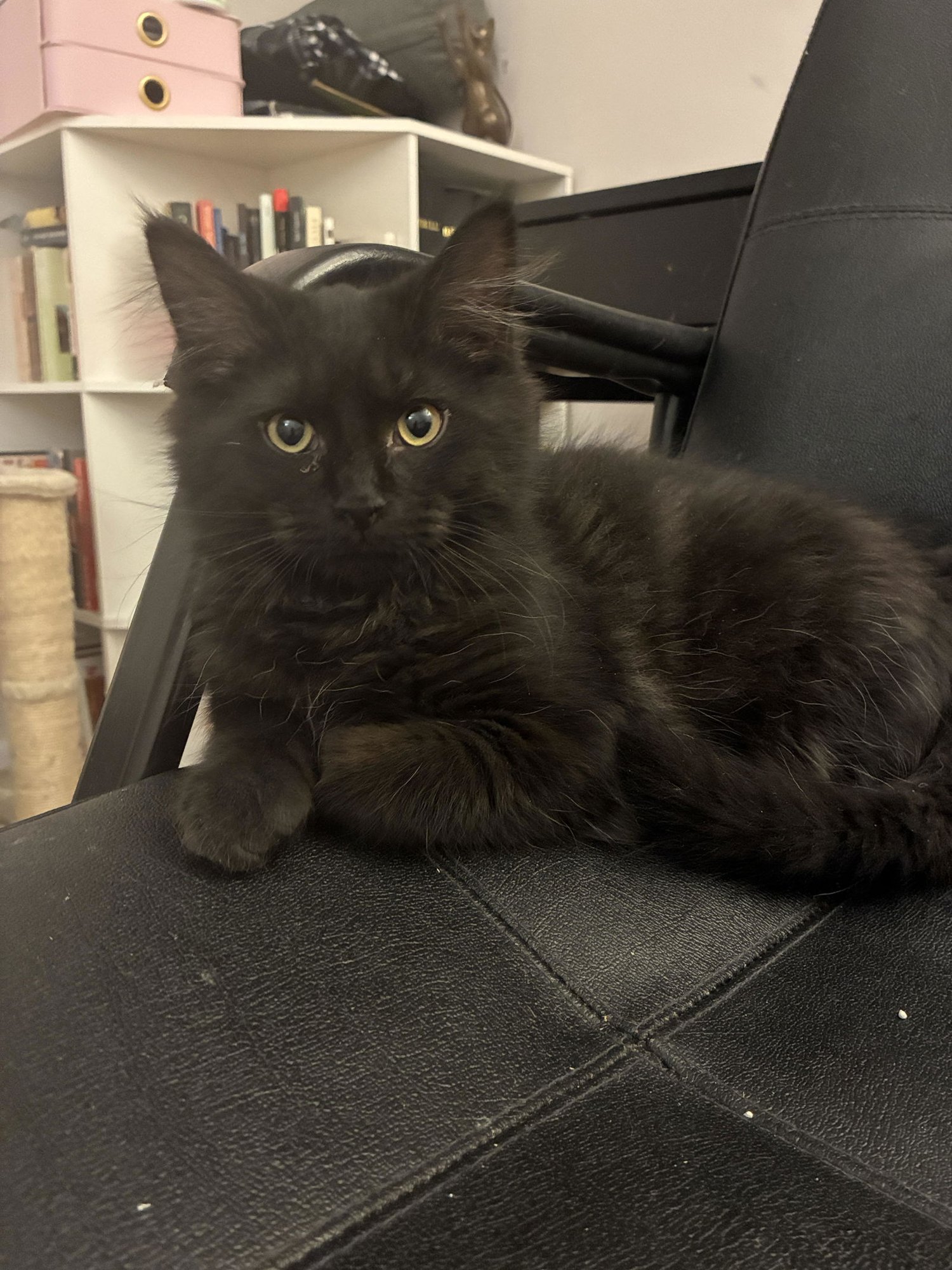 ONYX (DLH) W/WILLOW (FCID# 12/23/25-4 CPS) - Domestic Long Hair available for adoption