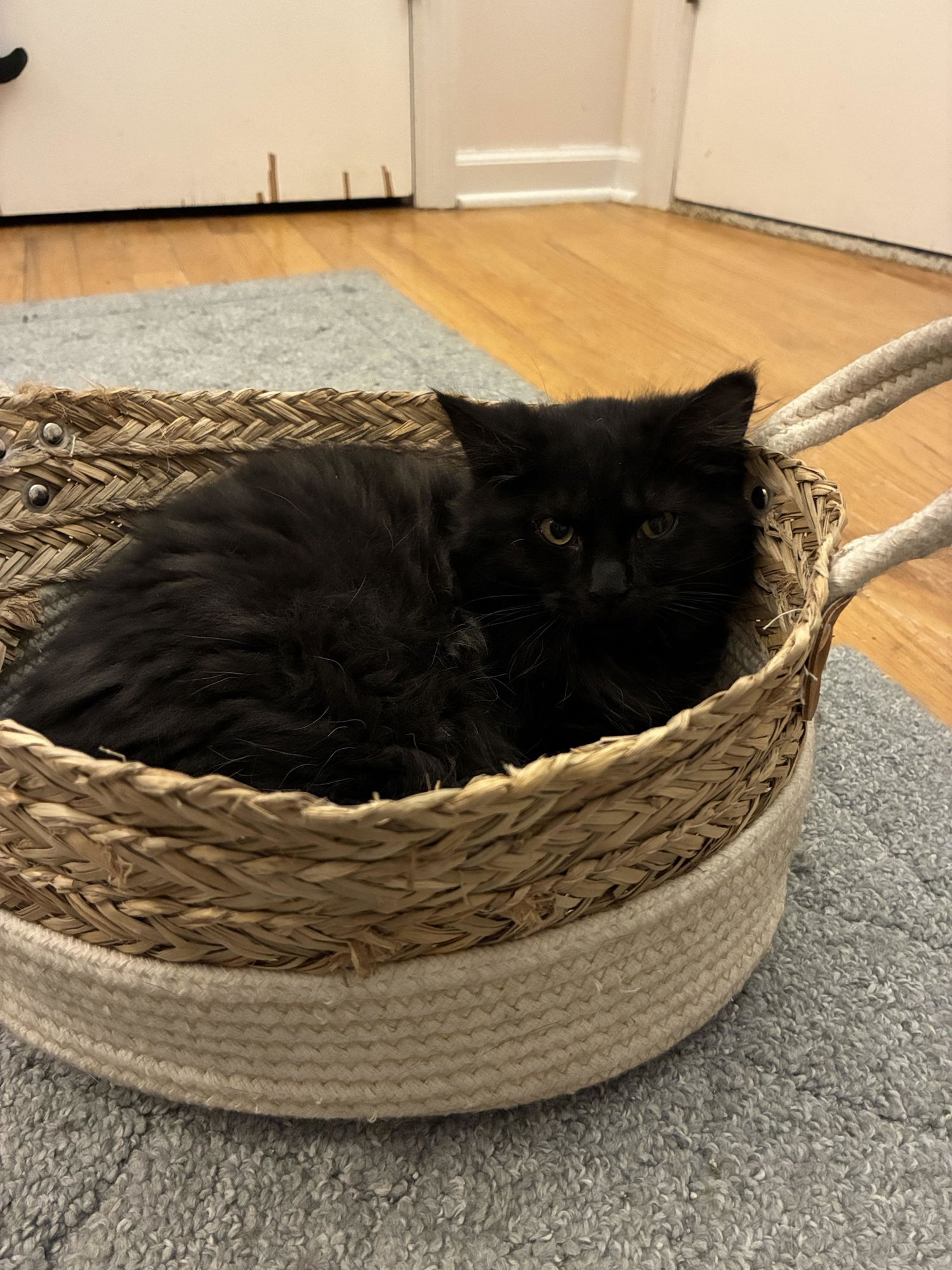 Onyx (DLH) w/Willow (FCID# 12/23/25-4 CPS) - Photo 3