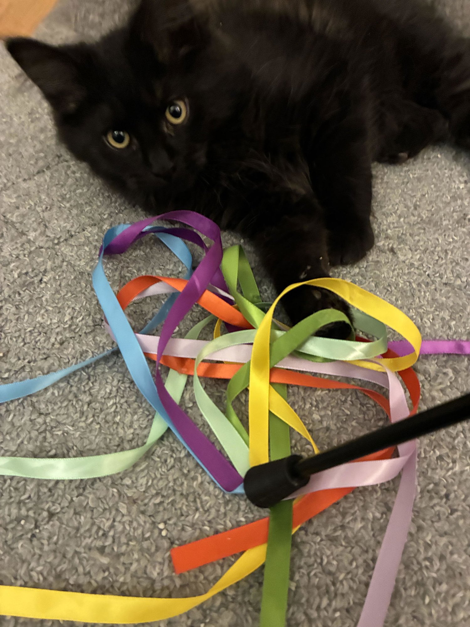 Onyx (DLH) w/Willow (FCID# 12/23/25-4 CPS) - Photo 4