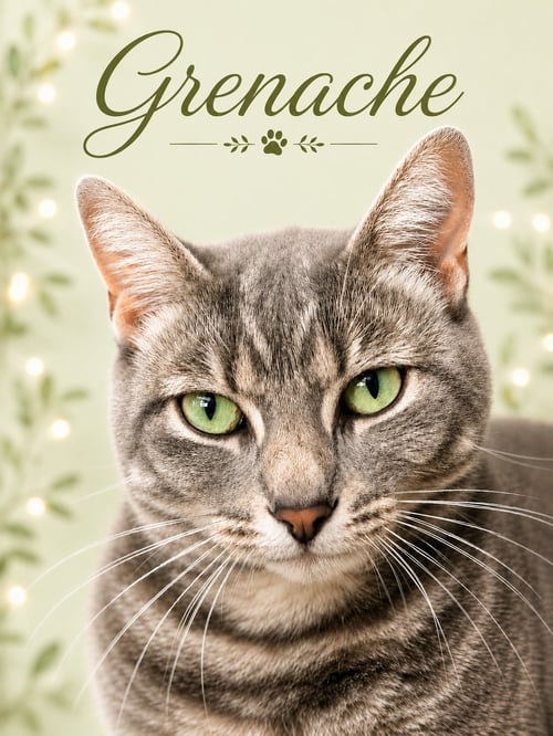 GRENACHE (FCID# 03/04/2026 - 141) WILLOW GROVE - Tabby available for adoption