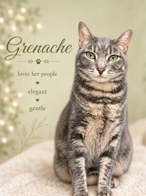 GRENACHE (FCID# 03/04/2026 - 141) WILLOW GROVE - Tabby available for adoption