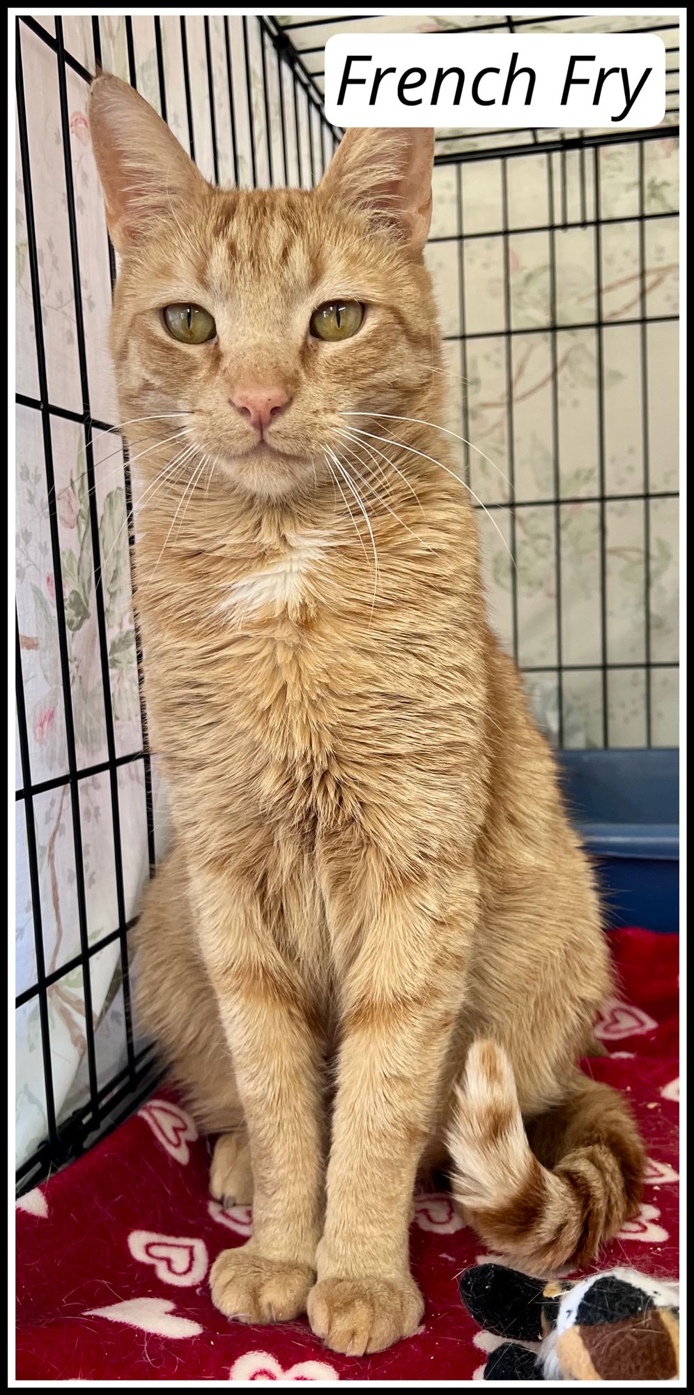 FRENCH FRY (FCID# 01/06/2026 - 409) WILLOW GROVE - Tabby available for adoption