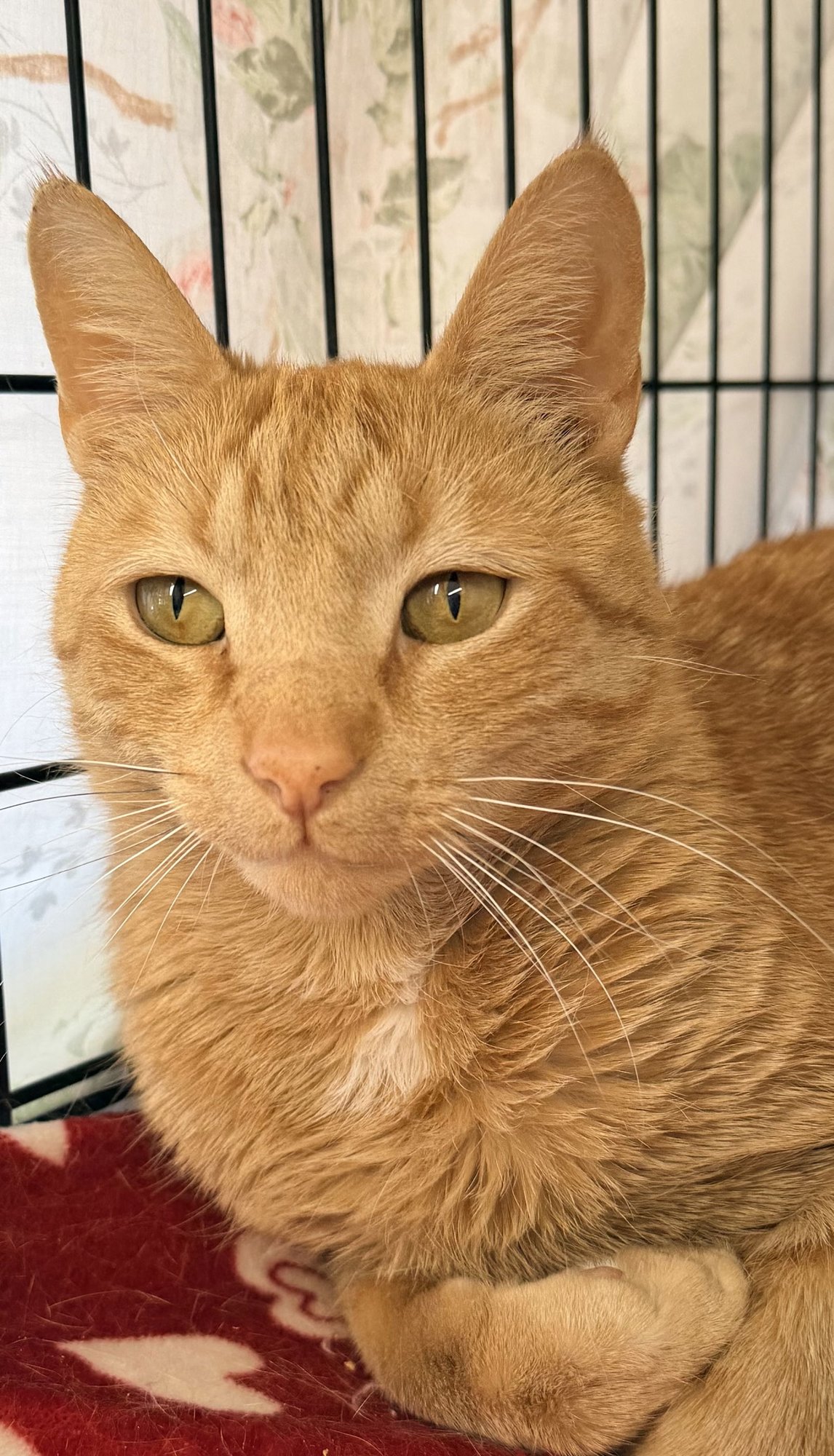 French Fry (FCID# 01/06/2026 - 409) Willow Grove - Photo 4