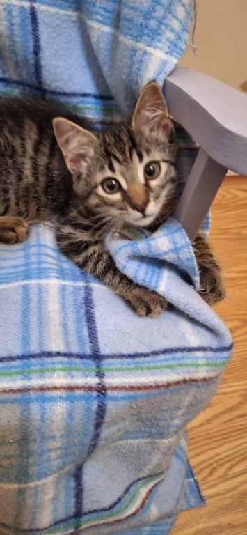 Literary Kittens:  Brothers at Brookhaven PS Image