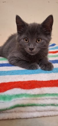 Literary Kittens:  Brothers at Brookhaven PS - Photo 2